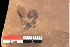 Foto (Detailsansicht) von Quercus palaeoilex Ettingshausen (NHMW-GEO-2024-0188-0947)